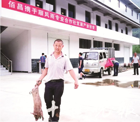 产业扶贫新篇章｜佰昌公司精准扶贫项目落地竹溪，“订单农业”助农稳定增收
